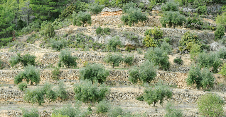 Priordei olivos