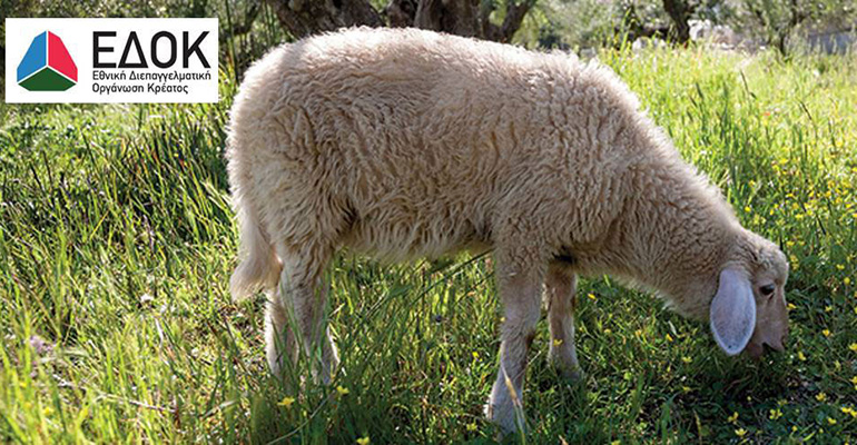 Meet the Lamb